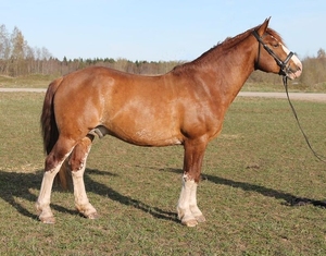 Sangar 13 751 T